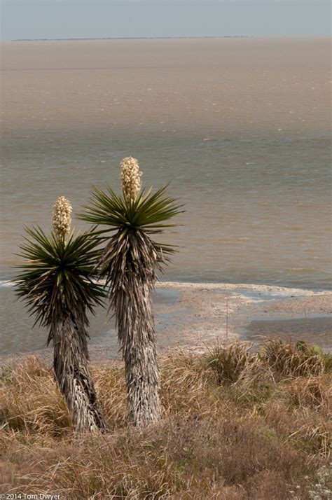 Laguna Atascosa National Wildlife Refuge #2 - Tom Dwyer Photography