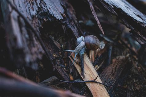 White and Brown Shell Snail on Green Leaf · Free Stock Photo