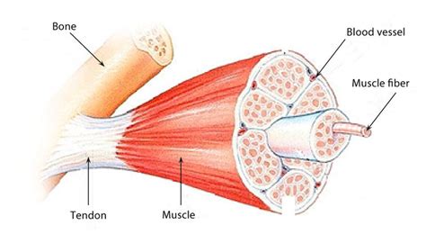 Human Biology Fig 1 20 Structure Of A Skeletal Muscle English Labels ...