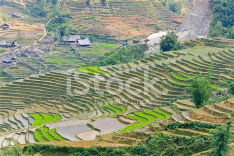 Sapa Rice Terraces, Vietnam Stock Photo | Royalty-Free | FreeImages