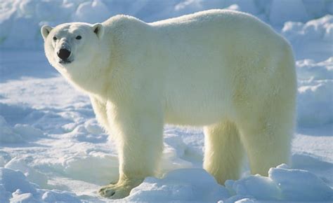 Polar bear population to decline by a third by 2050, researchers say ...