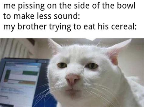 This annoyed cat : r/MemeTemplatesOfficial