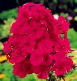 100pcs Phlox Seeds - BuyingSeed.com