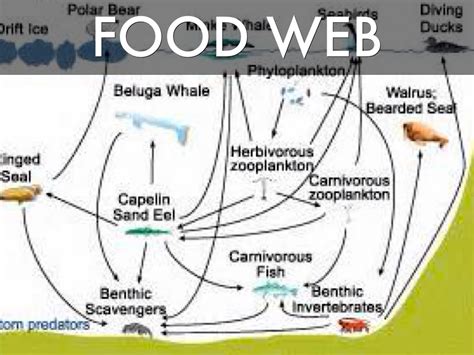 Beluga Whale Food