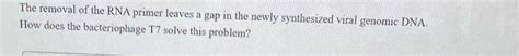 Solved The removal of the RNA primer leaves a gap in the | Chegg.com