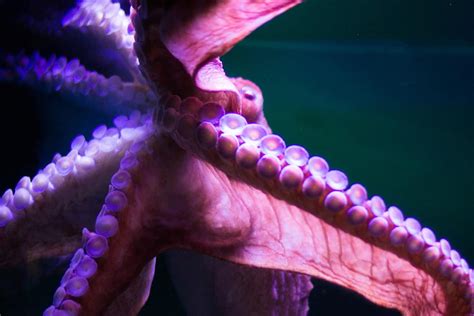 10 Octopus Adaptations (Evolutionary Secrets!) – Fauna Facts