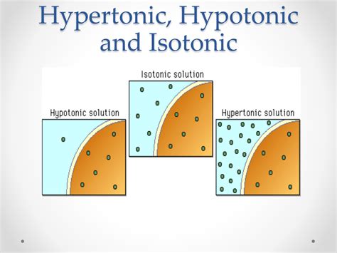 Hypertonic hypotonic isotonic simple diagrams - fotumix