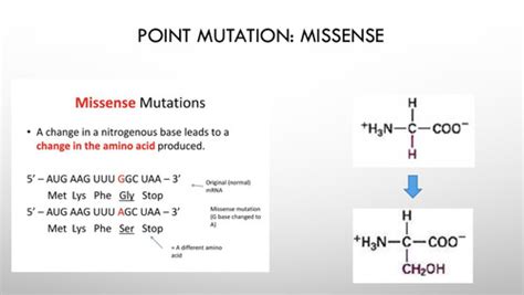 Gene Mutation and DNA repair Flashcards | Quizlet