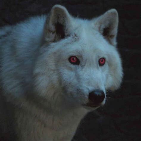 Goodbye Ghost: In Memory of Game of Thrones’ Direwolf Pack