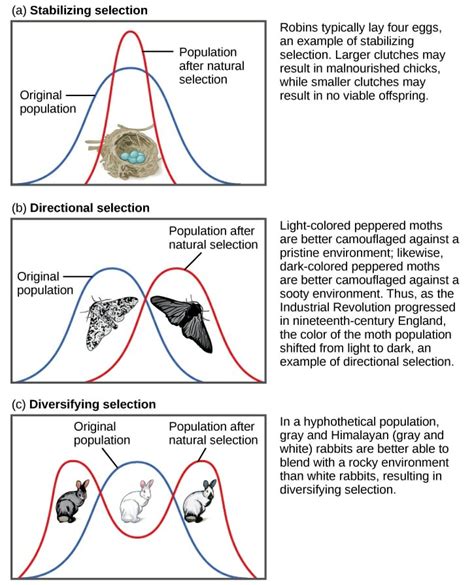 Stabilizing Selection: Definition, Examples, Causes | Biology Dictionary