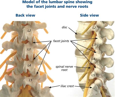 Cervical Lumbar Spine Anatomy