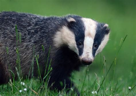 Eurasian Badger by Scott Tilley / 500px