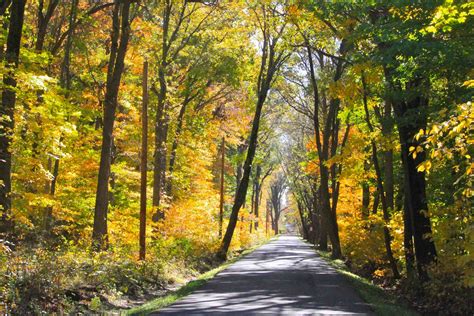 autumn, Fall, Landscape, Nature, Tree, Forest, Leaf, Leaves, Path ...