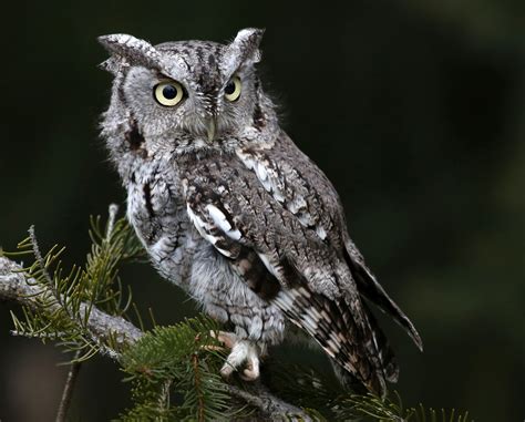 Screech owl | Size, Habitat, & Facts | Britannica