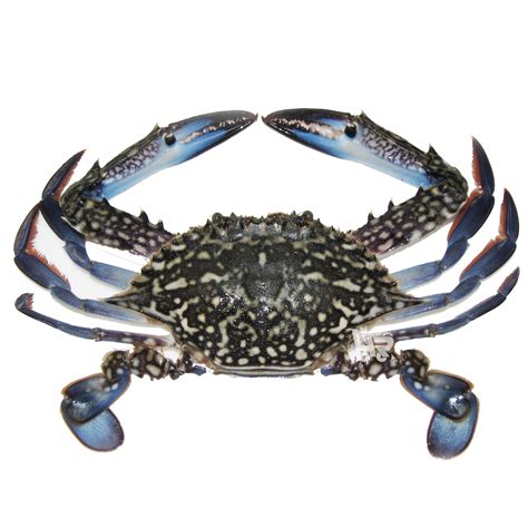 Blue Crab (Alimasag) Fresh - per kilo – 4R Fresh And Frozen