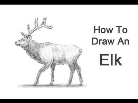 Bull Elk Drawing