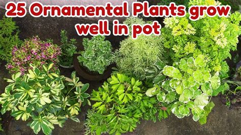 Ornamental Plants Examples In India - MyPlant