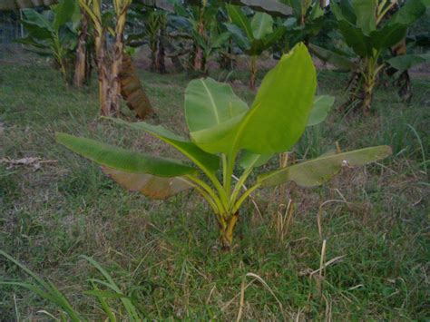 dia agro farm: Anak pokok pisang emas