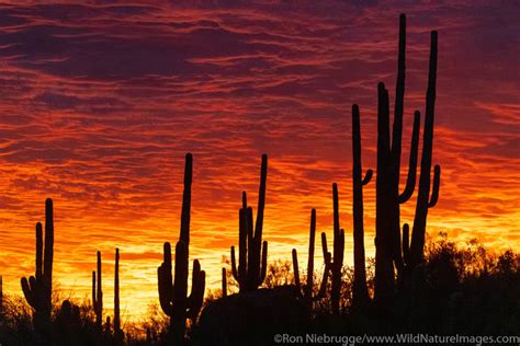 Sonoran Desert Photos | Photos by Ron Niebrugge