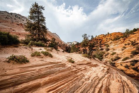 Zion Scenic Drive 2 Photograph by Michael Hills - Fine Art America