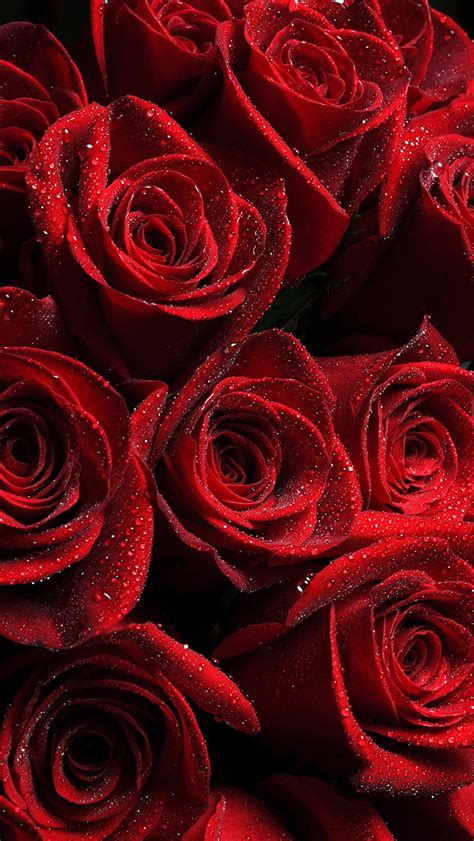 Bunch Of Red Roses Wallpaper