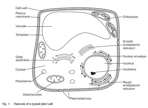 Structure of the plant cell