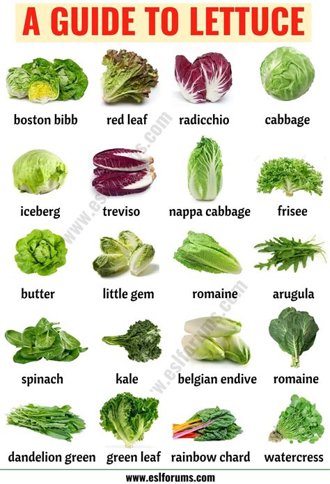 Types of Lettuce: 21 Different Lettuce Types with ESL Picture - ESL Forums