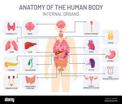 Human Organs System