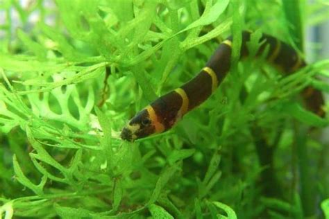 13 Best Kuhli Loach Tank Mates (With Pictures) | Aqua Movement