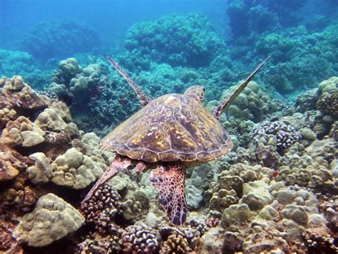 Maui - Turtle Snorkeling Heaven - A Maui Blog