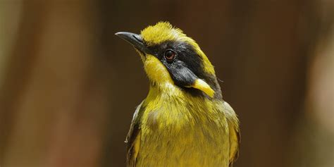 Home - Friends of the Helmeted Honeyeater Inc