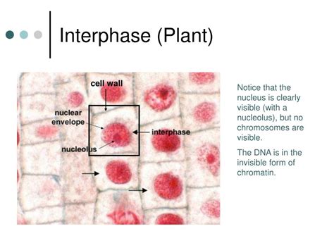 PPT - Life of a Cell PowerPoint Presentation, free download - ID:401343