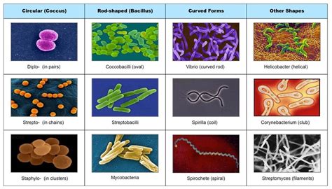 diversity of microbe | Bacteria shapes, Bacteria types, Microorganisms