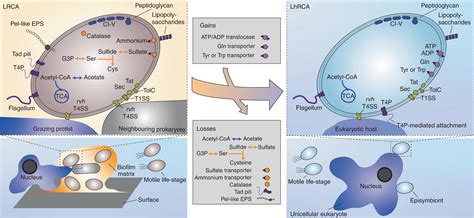 Scientists shed light on the emergence of pathogenic bacteria