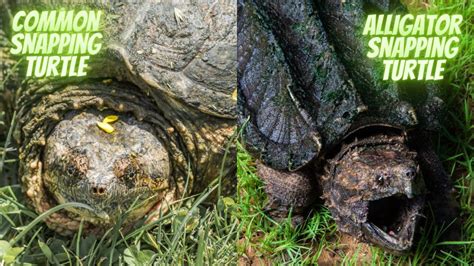 Common Snapping Turtle vs. Alligator Snapping Turtle [15 Differences ...