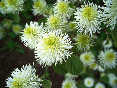 Fothergilla: Planting and Care Tips for a Flowering Deciduous Shrub