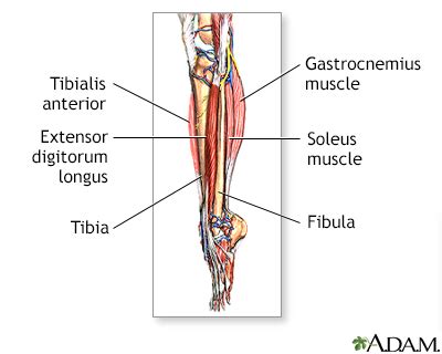 Leg Pain Calf Muscle