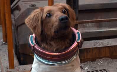 Cosmo the Spacedog News - Latest Cosmo the Spacedog News, Breaking ...