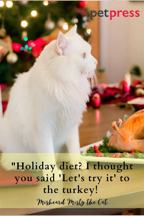 85 Funny Christmas Cat Quotes to Crack You Up This Holiday