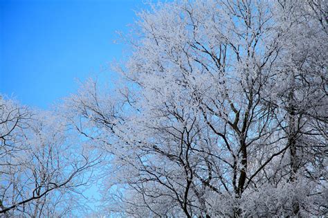 Hoar Frost On Tree Free Stock Photo - Public Domain Pictures