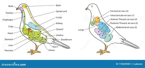 Pigeon Anatomy Diagram