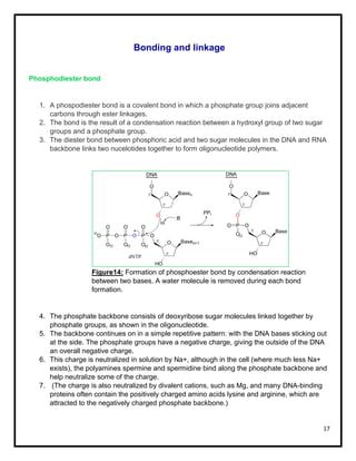 Forms of DNA | PDF