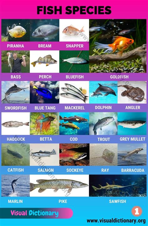 Types of Fish: Interesting List of 50 Different Fish Species around the ...