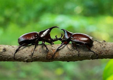 22 Rhinoceros Beetle Facts: 1500 Species, Strength Rating | Storyteller ...