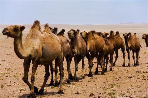 Bactrian camel - Stock Image