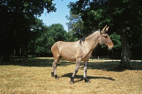 Mule Animal Facts - Equus mulus - A-Z Animals