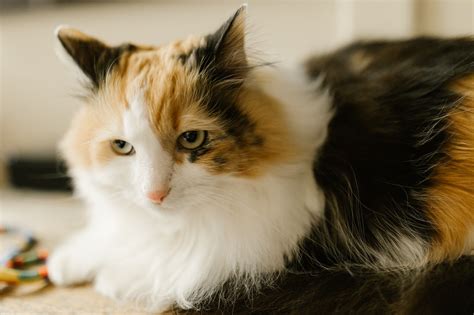 Are Male Calico Cats Sterile? Top 10 Reasons For Sterility