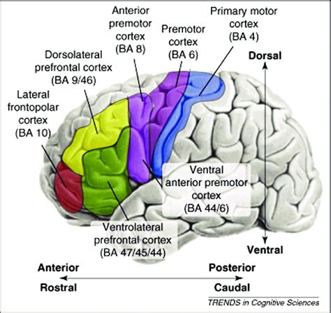 1 Different subregions within the prefrontal cortex | Download ...