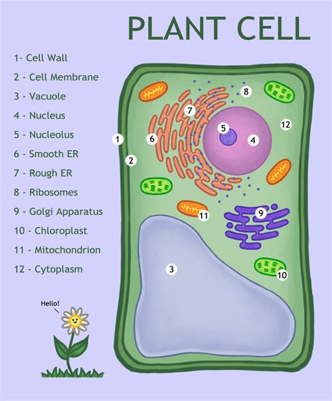 Plant Cell Diagram Labeled And Functions