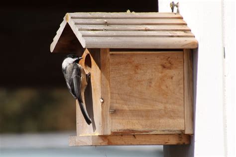 Nest Making Time for Black-Capped Chickadee in Tacoma, Washington ...